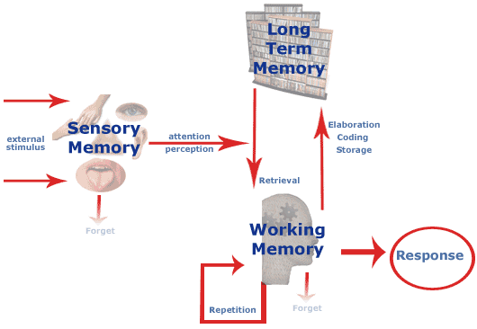 cognative process